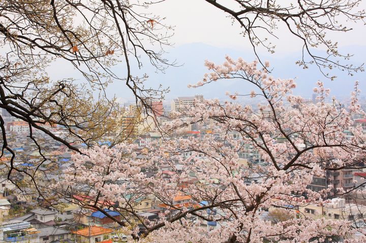 風情のある桜名所がいっぱい！長野県のおすすめお花見スポットTOP7