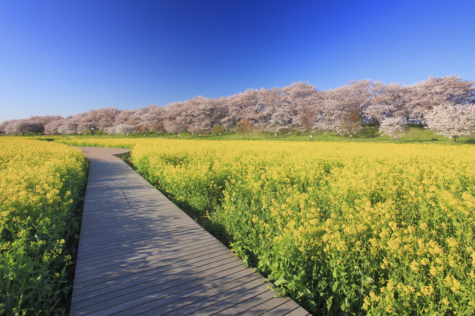 ダサいたま はもう認めます 思わず頷く 埼玉県あるある まとめ Retrip リトリップ