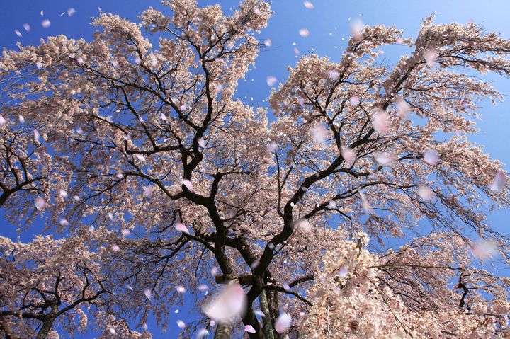 入手困難!天然本物1本桜!「幅360センチ×奥行40センチ×厚み10センチ 入手困難!天然本物1本桜!「幅360センチ×奥行40センチ×厚み10センチ