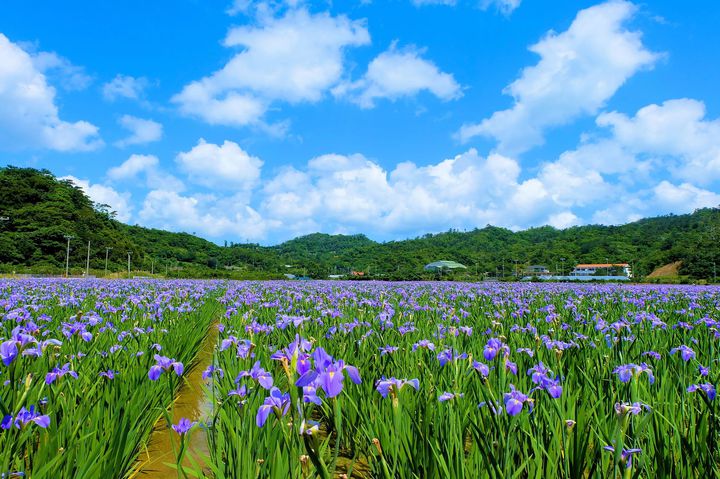 一足先に春気分！南国沖縄の美しい花々を楽しもう！