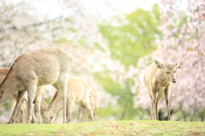 鹿だけじゃない 今年の春休みは絶好のお花見スポット 奈良公園 に行こう Retrip リトリップ