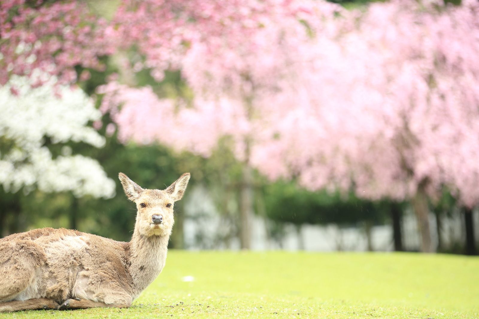 鹿だけじゃない 今年の春休みは絶好のお花見スポット 奈良公園 に行こう Retrip リトリップ