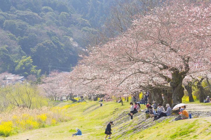 これさえあれば絶対楽しめる お花見に欠かせない 便利グッズ 選 Retrip リトリップ