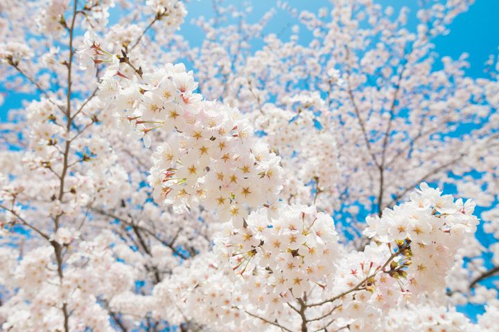 お花見特集 RETRIP[リトリップ]