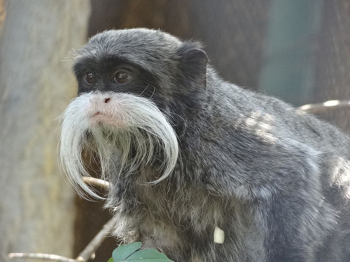 南米の残された秘境 ペルーの マヌー国立公園 がまるで動生物の宝石箱 Retrip リトリップ