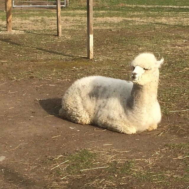 もふもふ感がたまらない アルパカに会えるスポット 関東近郊まとめ Retrip リトリップ