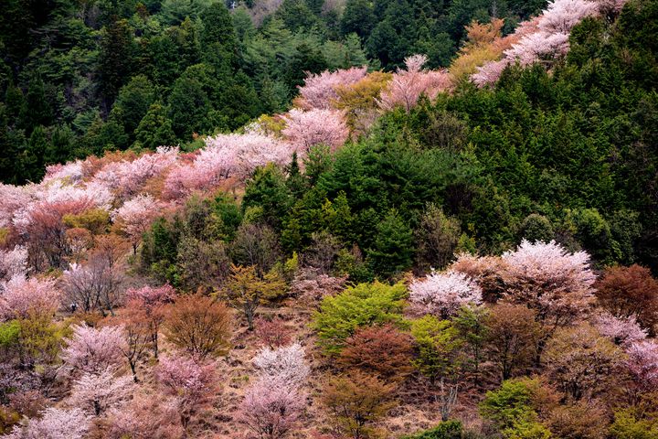 古都、奈良を満喫！奈良県のおすすめドライブスポット20選