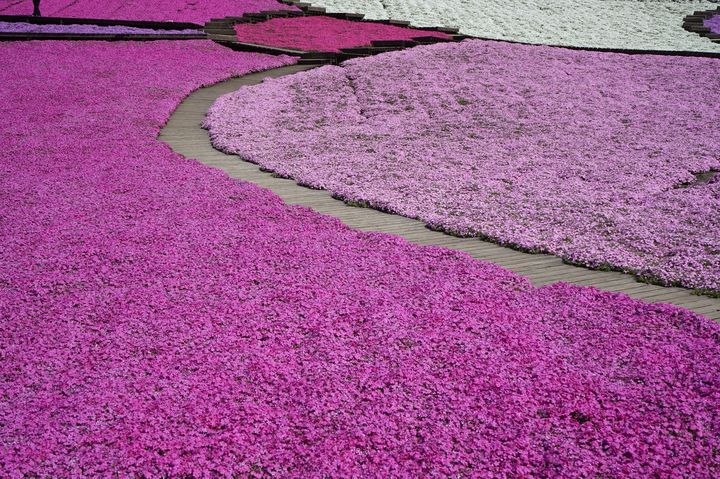 桜が散っても大丈夫 芝桜 が美しすぎる日本全国の花見スポット5選 Retrip リトリップ