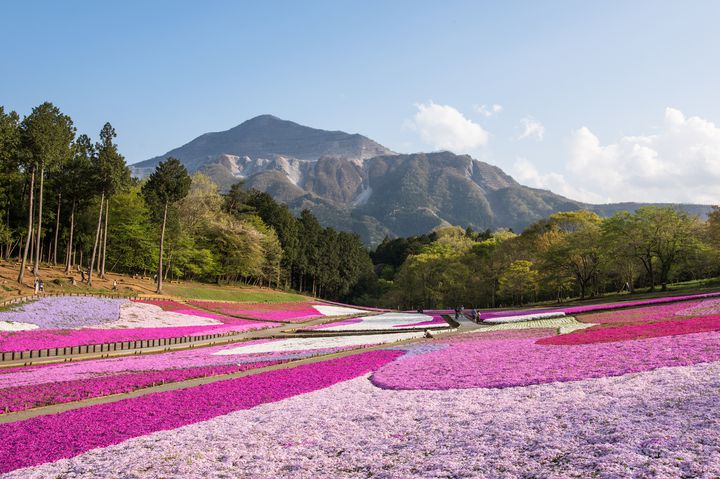 桜が散っても大丈夫 芝桜 が美しすぎる日本全国の花見スポット5選 Retrip リトリップ