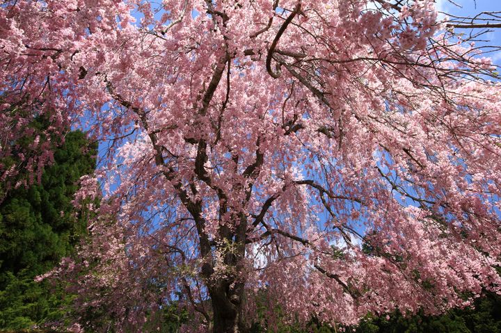 秘密にしたい桜の名所 この春行くべき京都の 穴場お花見スポット 10選 Retrip リトリップ