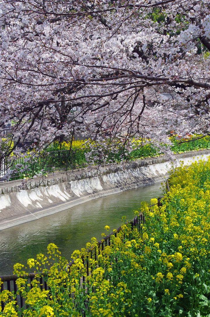 秘密にしたい桜の名所 この春行くべき京都の 穴場お花見スポット 10選 Retrip リトリップ