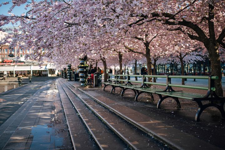 桜は日本だけじゃない！海外の心惹かれるお花見スポット12選