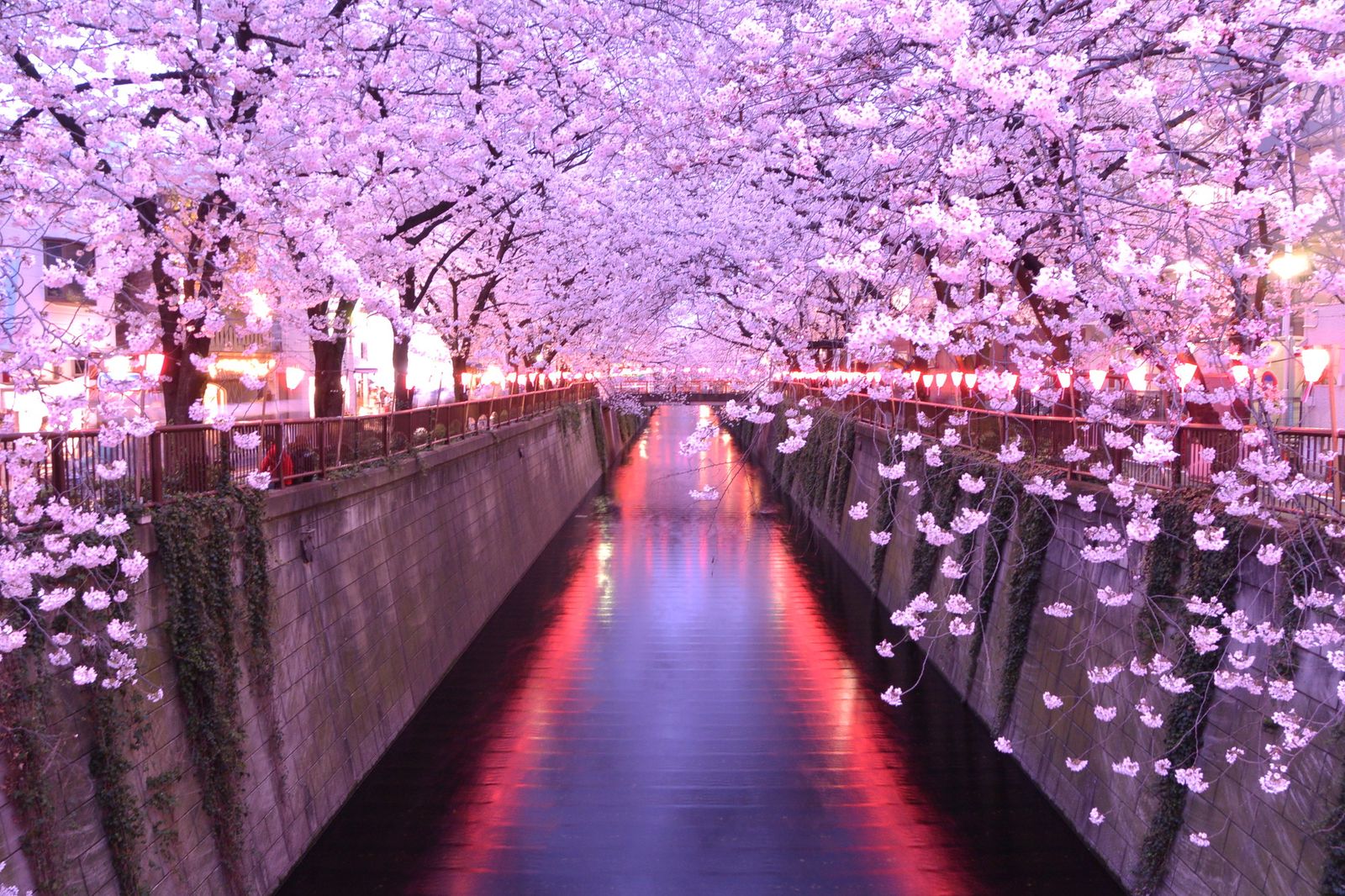 まだ公園で花見してるの？今注目の「クルージング花見」まとめ RETRIP[リトリップ]