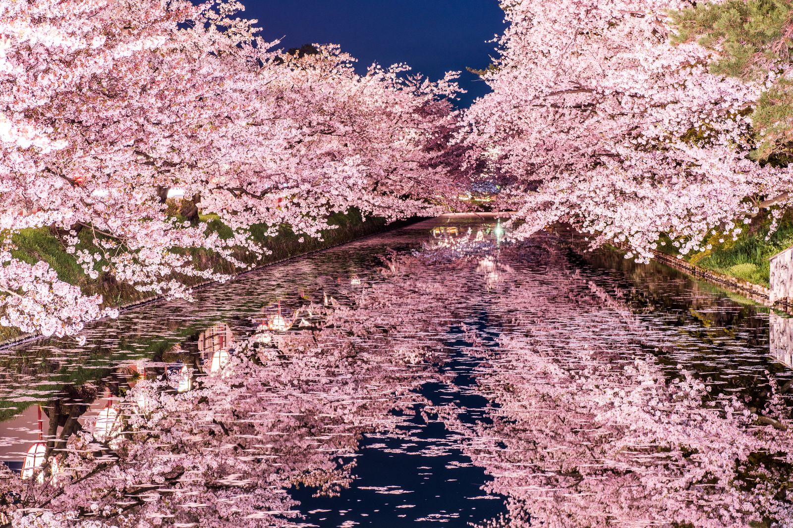 春天白色樱花高清图片下载-正版图片500310845-摄图网