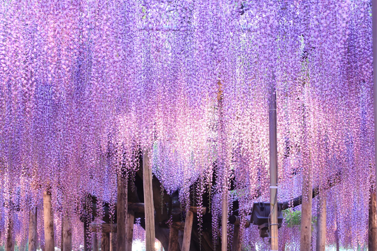 春だけにしか出会えないから 日本全国の美しすぎる 花の絶景 5選 Retrip リトリップ