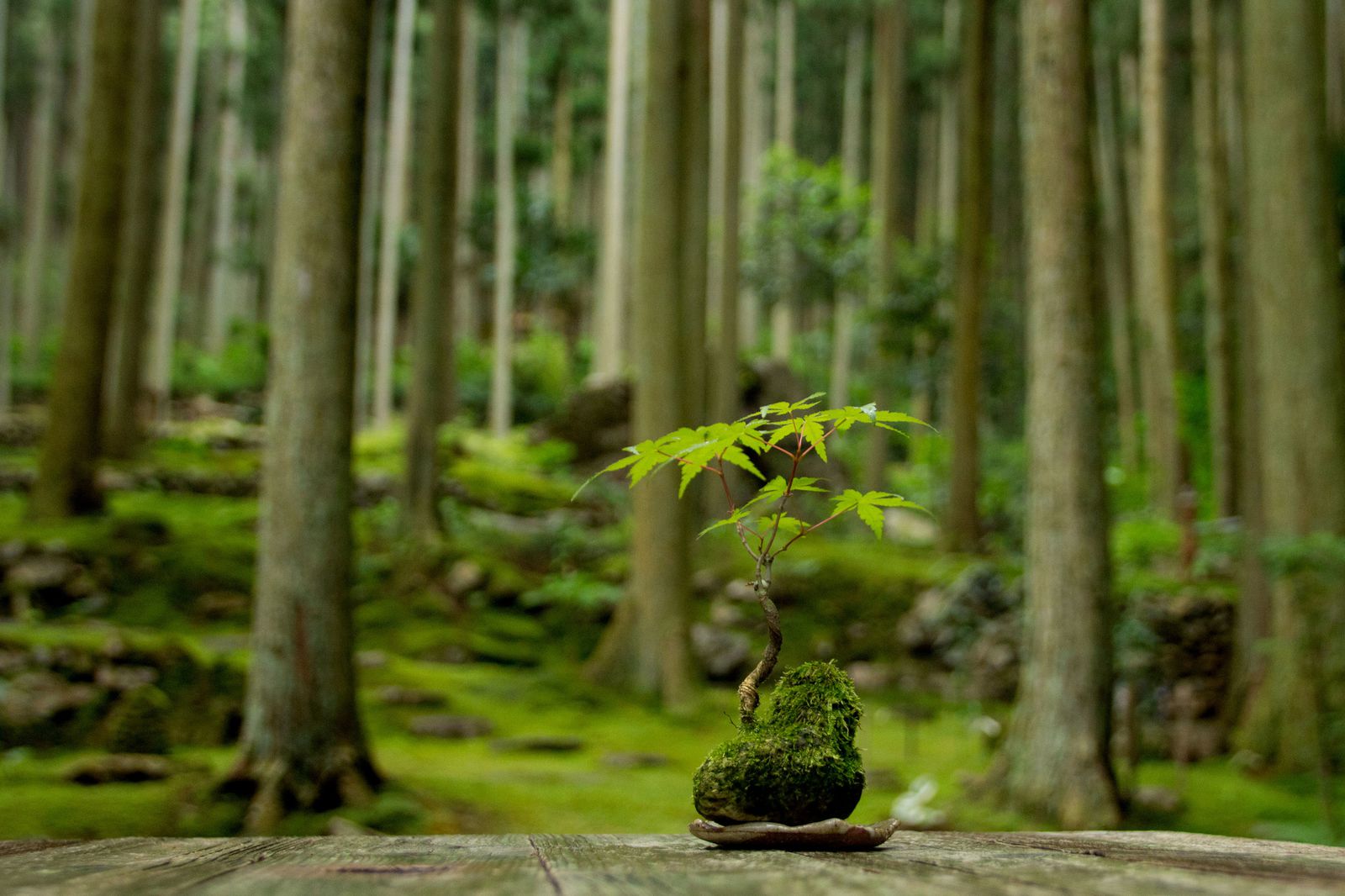 5枚目の画像 愛媛に行ったら絶対に行きたい！女子旅おすすめ観光スポット20選 RETRIP[リトリップ]