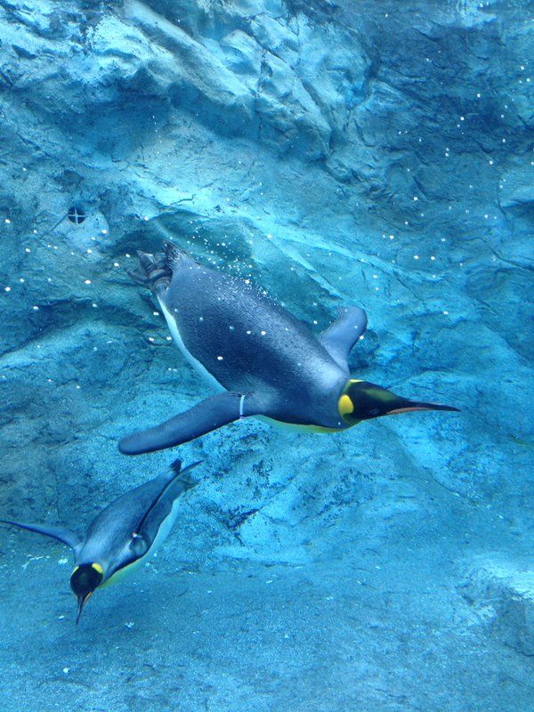 旭川と言えば旭川市旭山動物園 スポットの楽しみ方5選 Retrip リトリップ