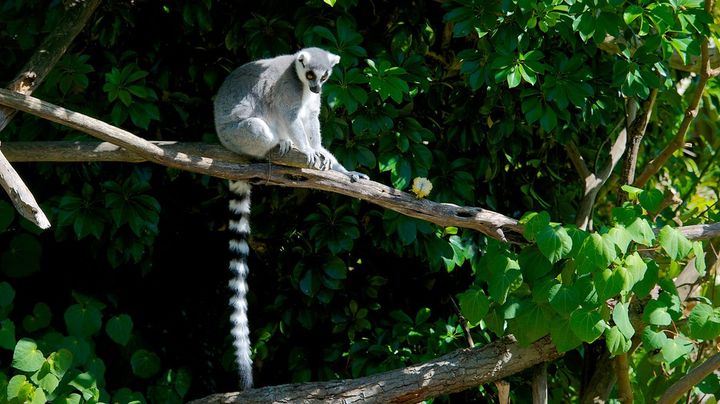 ニュージーランド最大級の動物園 オークランド動物園 で動物達と触れ合おう Retrip リトリップ