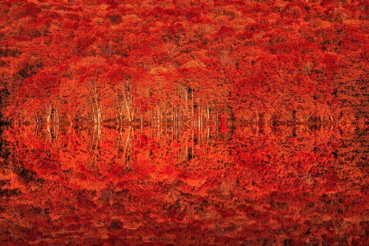 ※画像は過去のものです