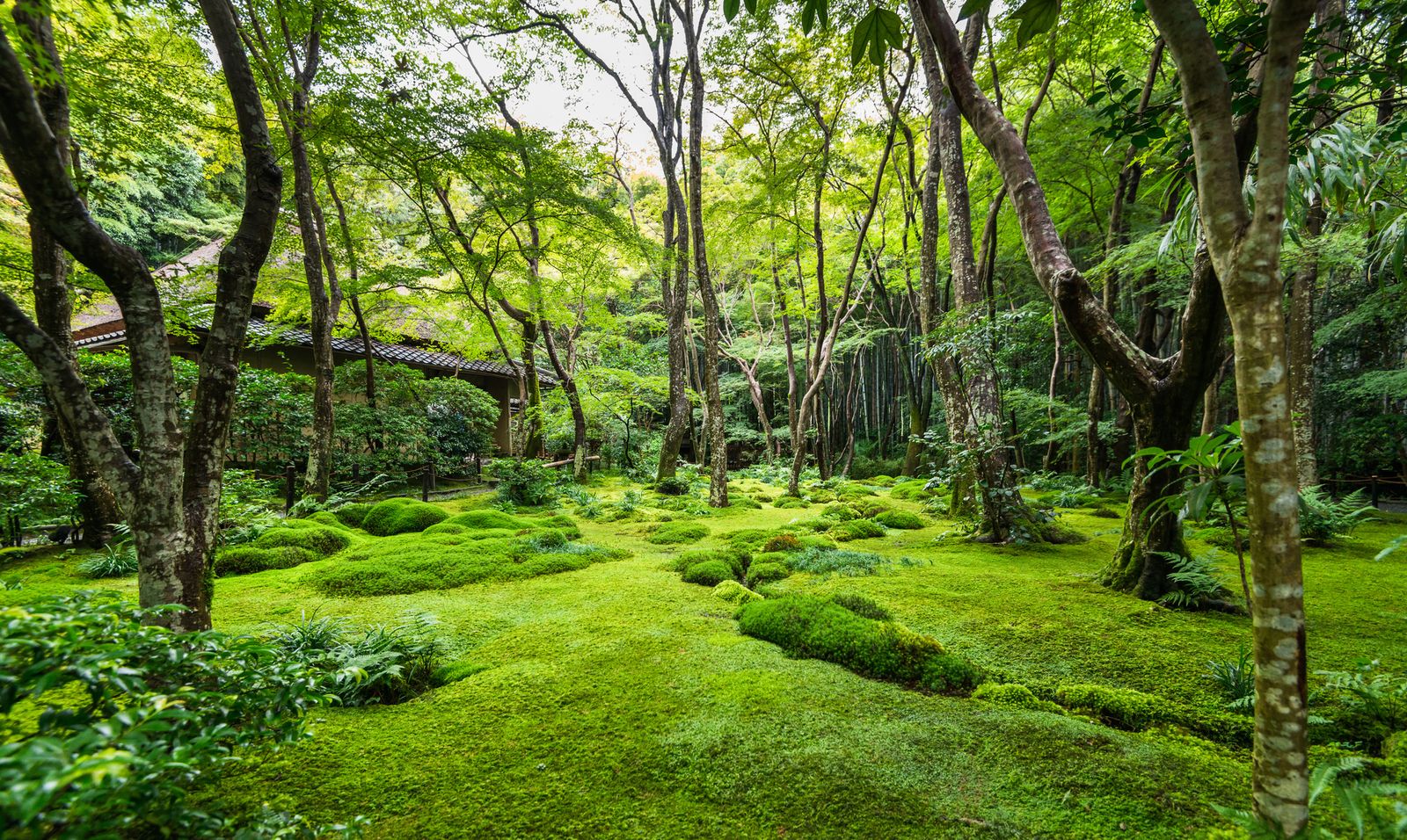 梅雨だからこそ行きたい 雨でより映える 美しい緑 が自慢のお寺7選 京都 Retrip リトリップ