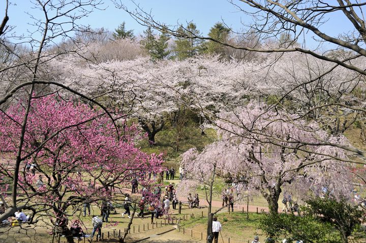 桜の花見 おすすめスポット 関東 ランキングトップ10 春夏秋冬おすすめ情報