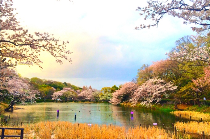 桜の花見 おすすめスポット 関東 ランキングトップ10 春夏秋冬おすすめ情報