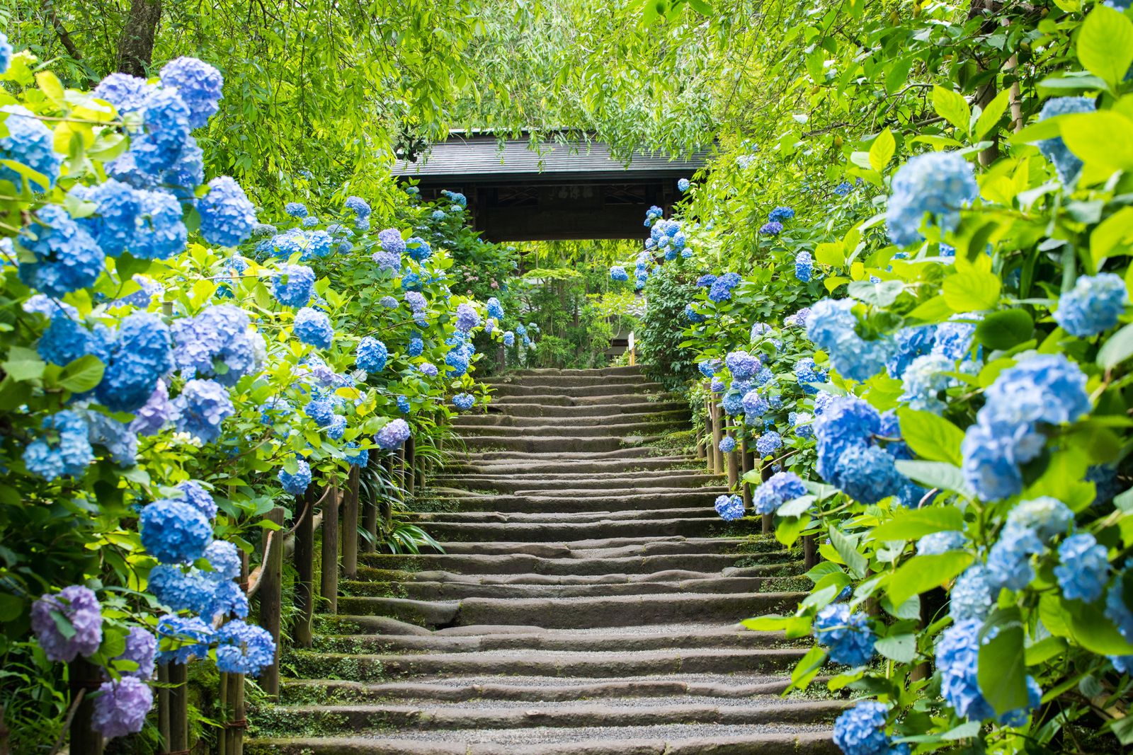 明月院ブルーの紫陽花が美しい 鎌倉の 明月院 ってどんなところ Retrip リトリップ