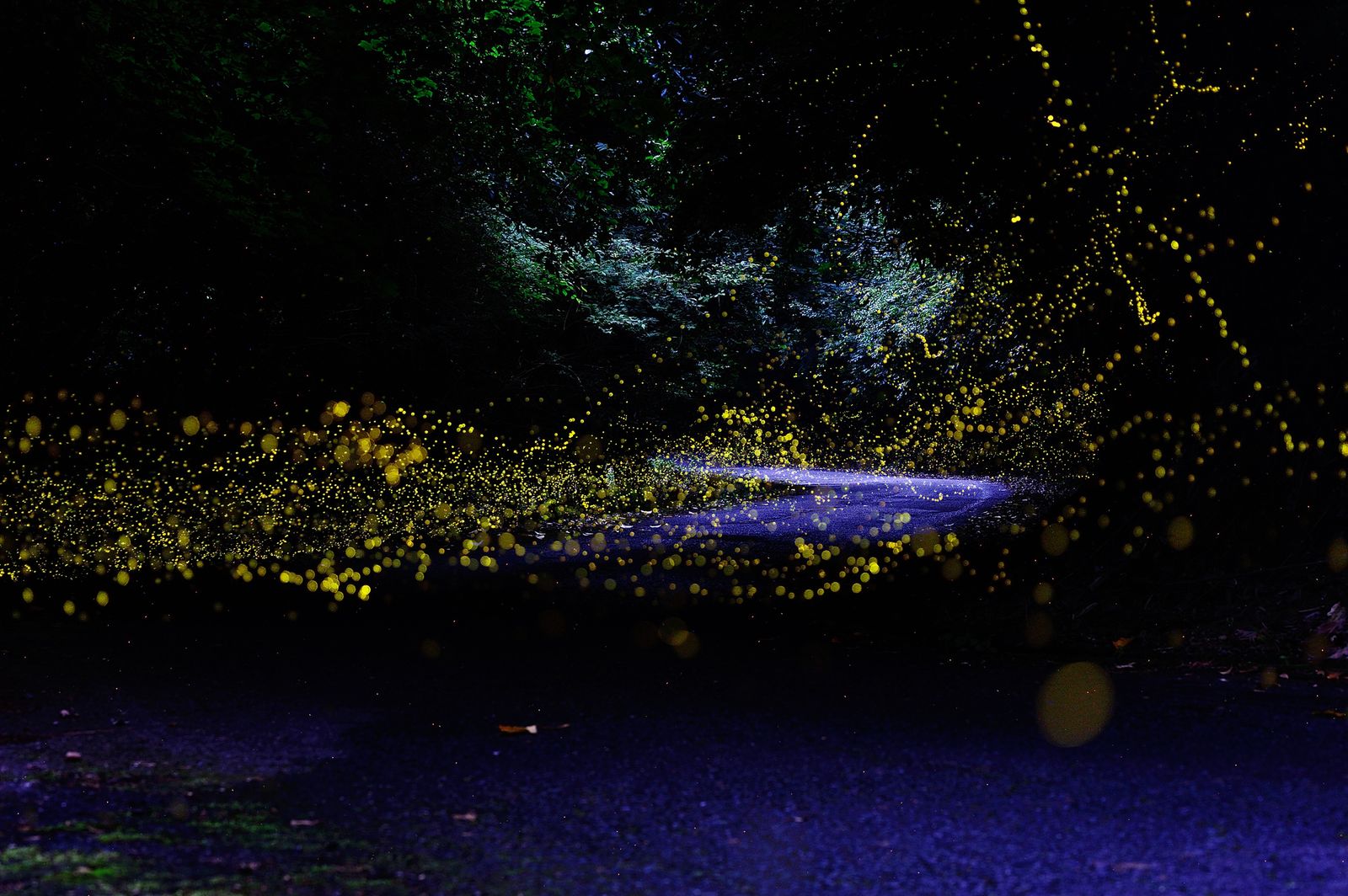 この夏一度は泊まりたい ホタルと共に過ごす 日本全国の高級宿11選 Retrip リトリップ この夏一度は泊まりたい ホタルと共に過ごす 日本全国の高級宿11選 Retrip リトリップ