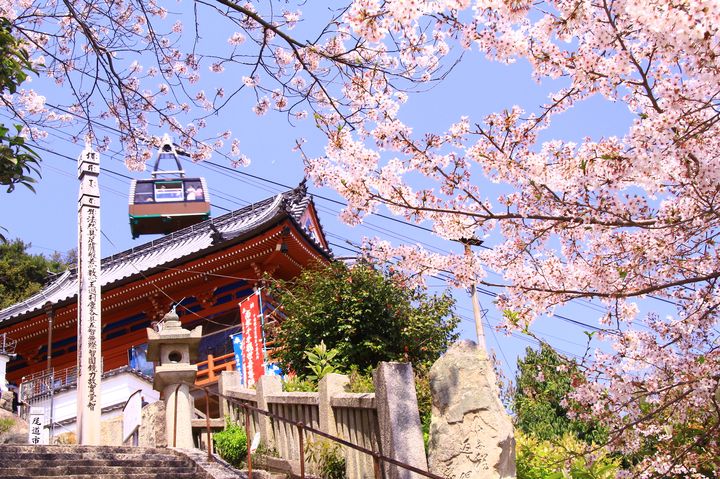 【終了】尾道が桜色に染まる。恋人の聖地・千光寺公園で桜と夜景を堪能。