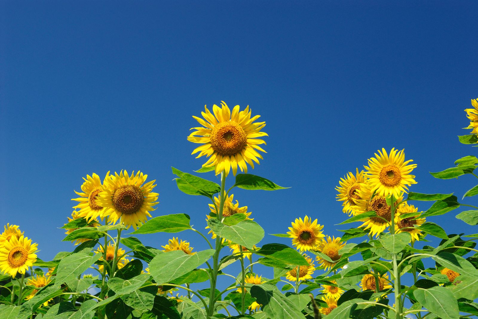 君田ひまわり祭り Retrip リトリップ