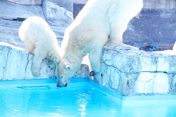 かわいい動物に癒やされたいあなたへ。「円山動物園」でしたい7つのこと