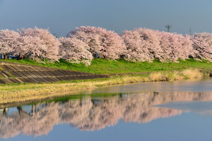 遅咲きの絶景をあなたに 日本全国にある 4月が見頃の桜名所 12選 Retrip リトリップ