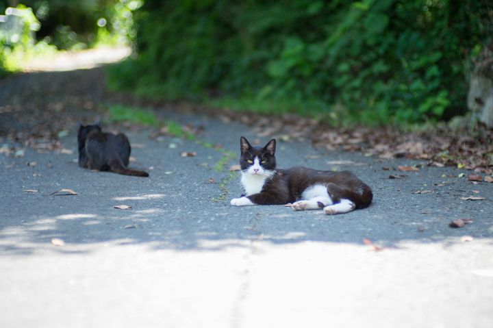 動物好きにはたまらない 動物と触れ合える 日本の島 5選 Retrip リトリップ