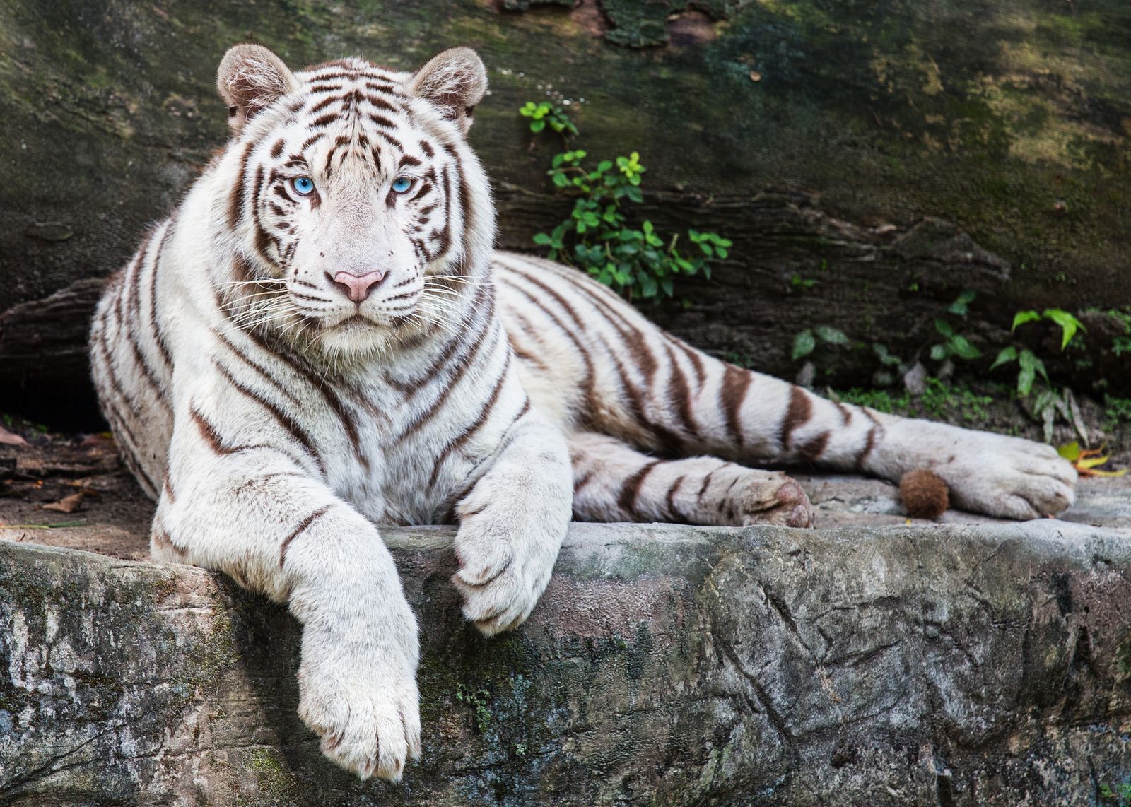 訪れた人々を魅了する シンガポール動物園 が世界一美しいと話題に Retrip リトリップ