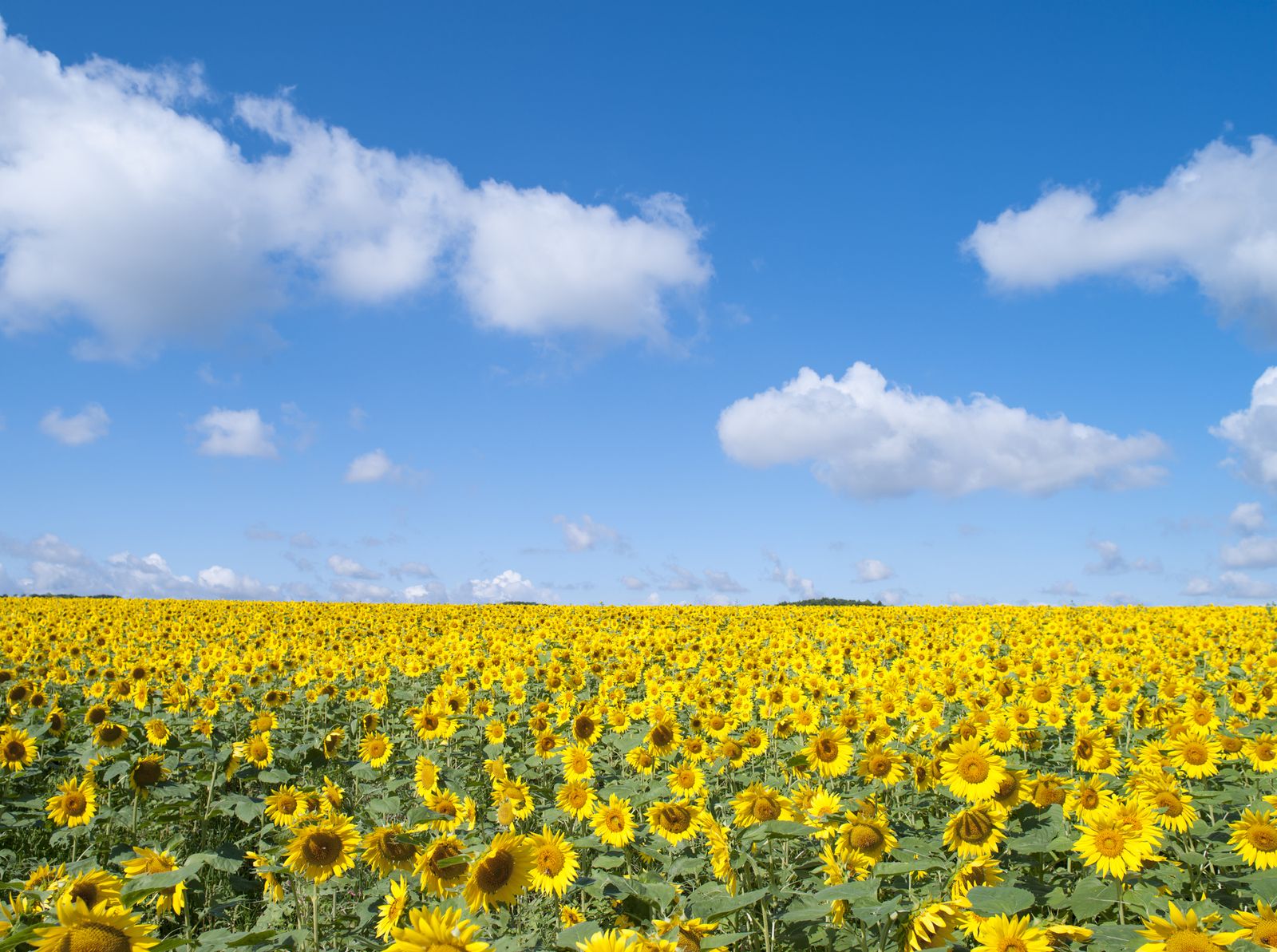 太陽の花 に魅了される 世界の絶景 ひまわり畑 選 Retrip リトリップ