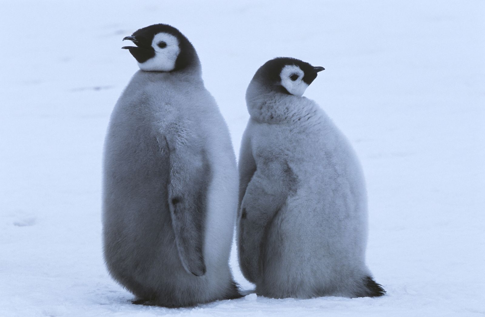 1枚目の画像 あー もう 尋常じゃなく可愛い ペンギン に会える全国スポット5選 Retrip リトリップ
