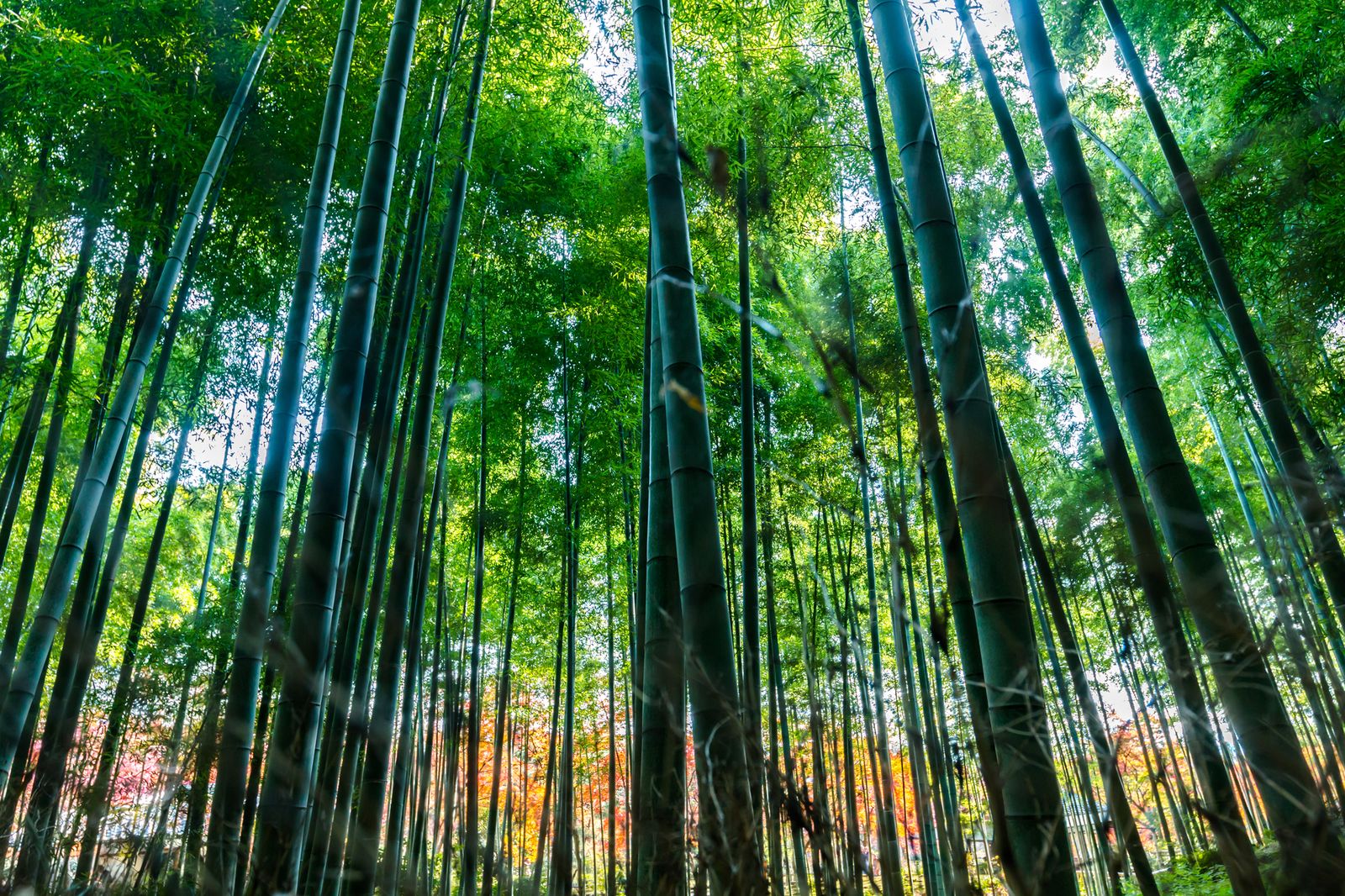 メイン画像 疲れた心を癒してくれる 美しすぎる日本全国の 緑の絶景 6選 Retrip リトリップ