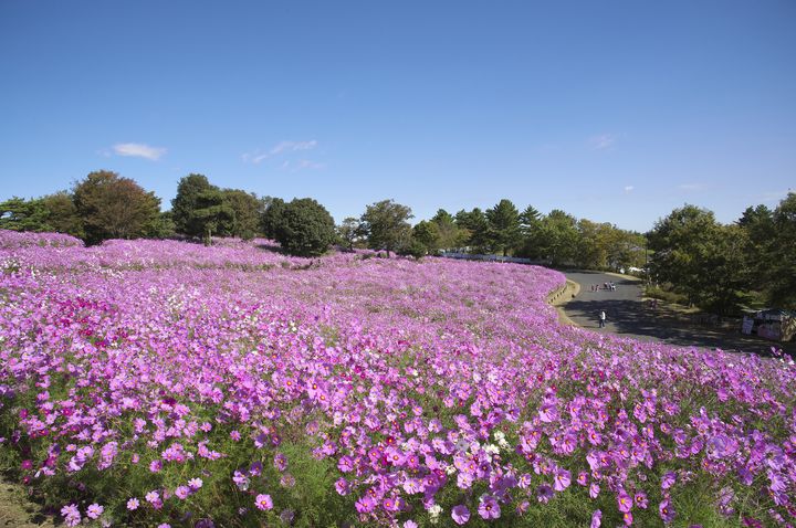 厳選 ピンクの絶景 に魅了される 全国のコスモス畑15選 Retrip リトリップ