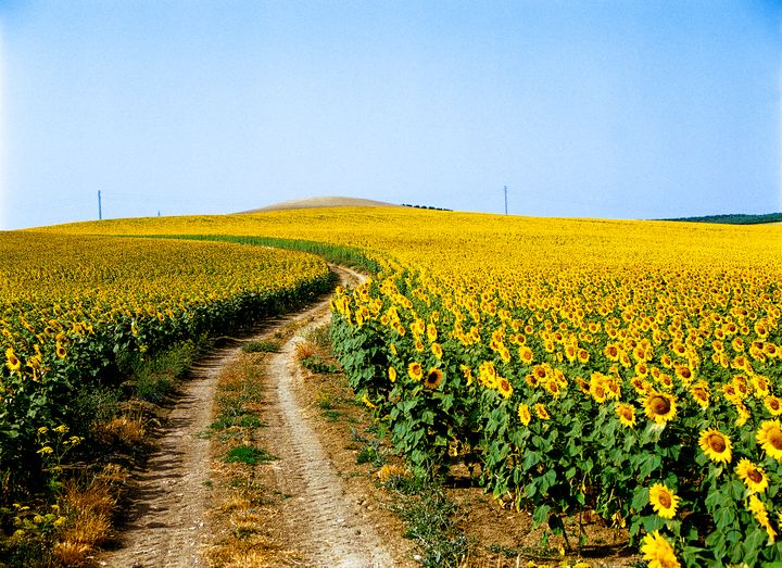 思わず息を飲む絶景！美しすぎる世界の"黄色い絶景"6選