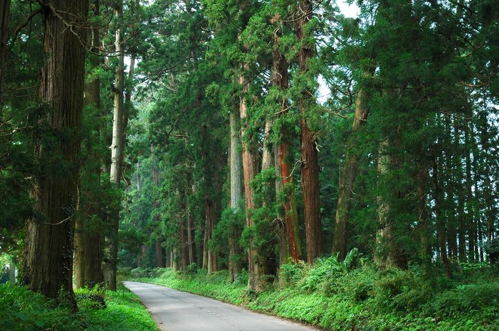 思わず駆け出したくなる！日本全国の美しい“並木道”の絶景7選 | RETRIP[リトリップ]