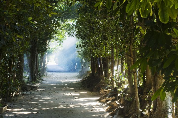 思わず駆け出したくなる！日本全国の美しい“並木道”の絶景7選 | RETRIP[リトリップ]