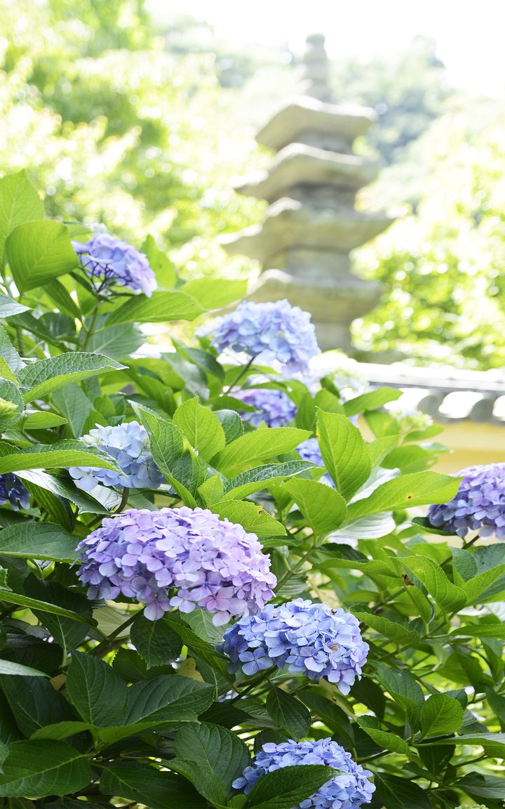 雨降る季節 鎌倉日和 水に濡れて美しさを増す 鎌倉の紫陽花スポット 10選 Retrip リトリップ