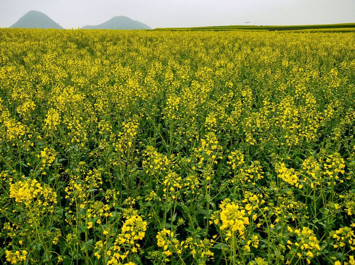 死ぬまでに一度は行きたい 美しすぎる世界の絶景 花畑 18選 Retrip リトリップ