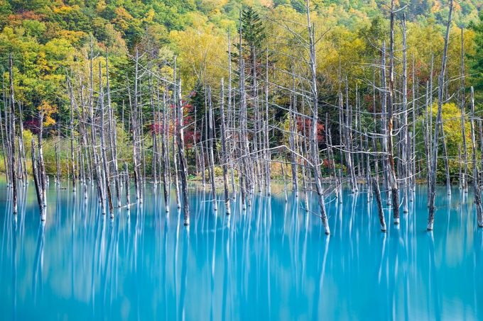 北海道で1番美しい 世界中を虜にする美瑛の 青い池 が幻想的すぎる Retrip リトリップ