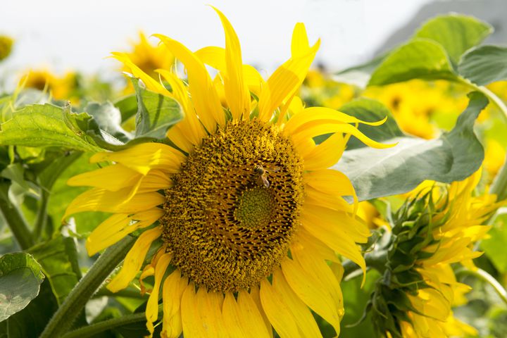 黄色の絨毯に魅了される 全国各地の 絶景 ひまわり畑の名所15選 Retrip リトリップ