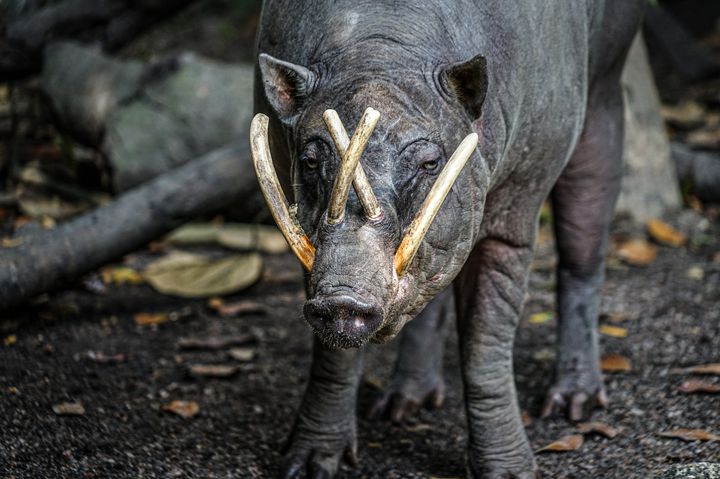 珍獣ハンターイモトもきっと驚く 世界の珍しい へんてこ 動物10選 Retrip リトリップ