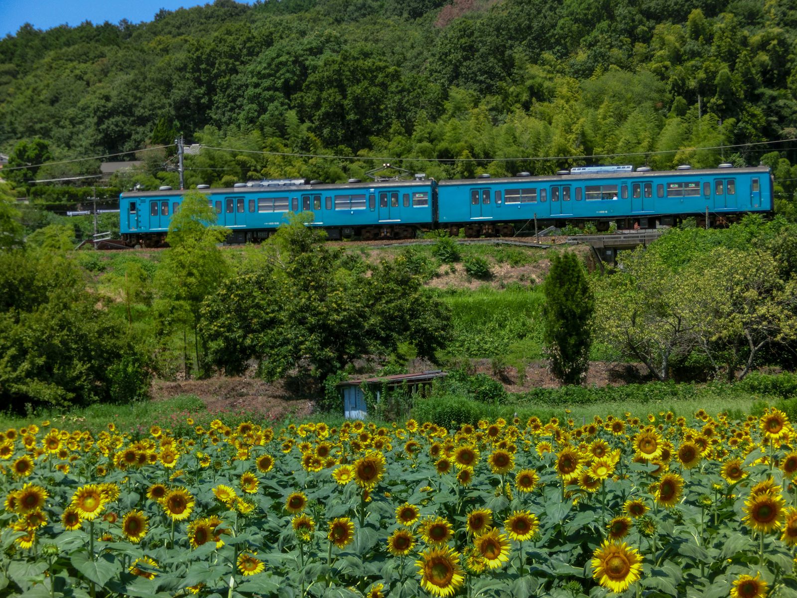 五條市上野町ひまわり園 Retrip リトリップ