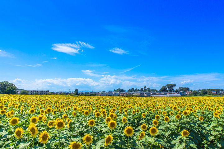 都心で見られる黄色の絶景 東京都内のおすすめ 絶景ひまわり畑 5選 Retrip リトリップ