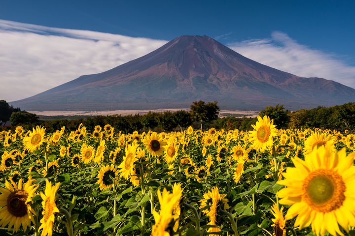 富士山ドライブと花の絶景。一日使って行きたい山梨ドライブデートコースはこれだ