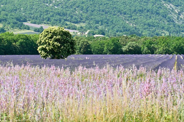 夏だけの特別な絶景 南仏プロヴァンス地方の ラベンダー畑 が今まさに見頃 Retrip リトリップ